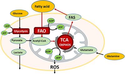 Fatty Acid Metabolism, Bone Marrow Adipocytes, and AML